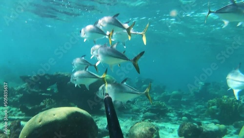 POV shooting Big eye Jack tuna fish catch underwater caribbean sea, harpoon Spearfishing in coral reef photo