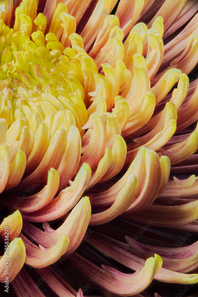 extrem closeup of chrysanthemum morifolium with yellow and orange petals from a low angle extrem closeup of chrysanthemum morifolium with yellow and orange petals from a low angle