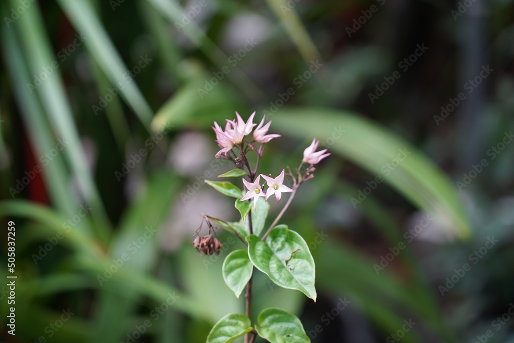 bee on a flower