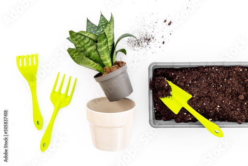 Set of garden accessories with plant in pot. Gardening layout for summer season