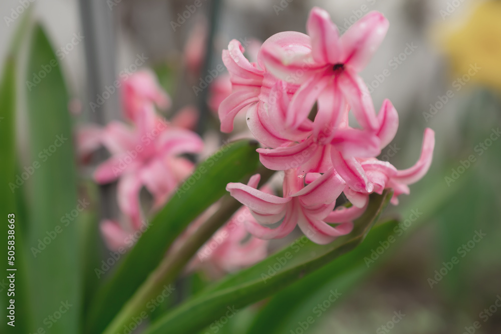 Close-Up Of Purple Flowering Plants, Hyacinth Close-Up Of Purple Flowering Plants, Hyacinth