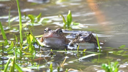 two frogs sit on the river bank in grass photo