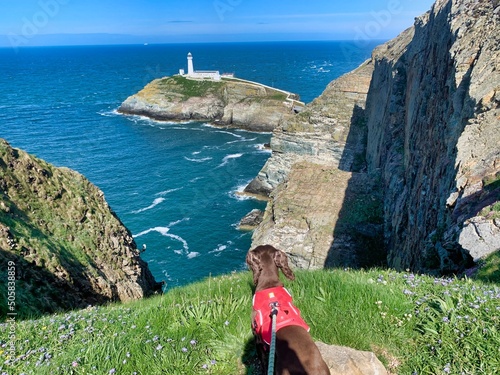 Dog at south stack lighthouse tourist attraction anglesey Wales