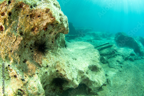 A view from the blue waters and the sea urchin photo