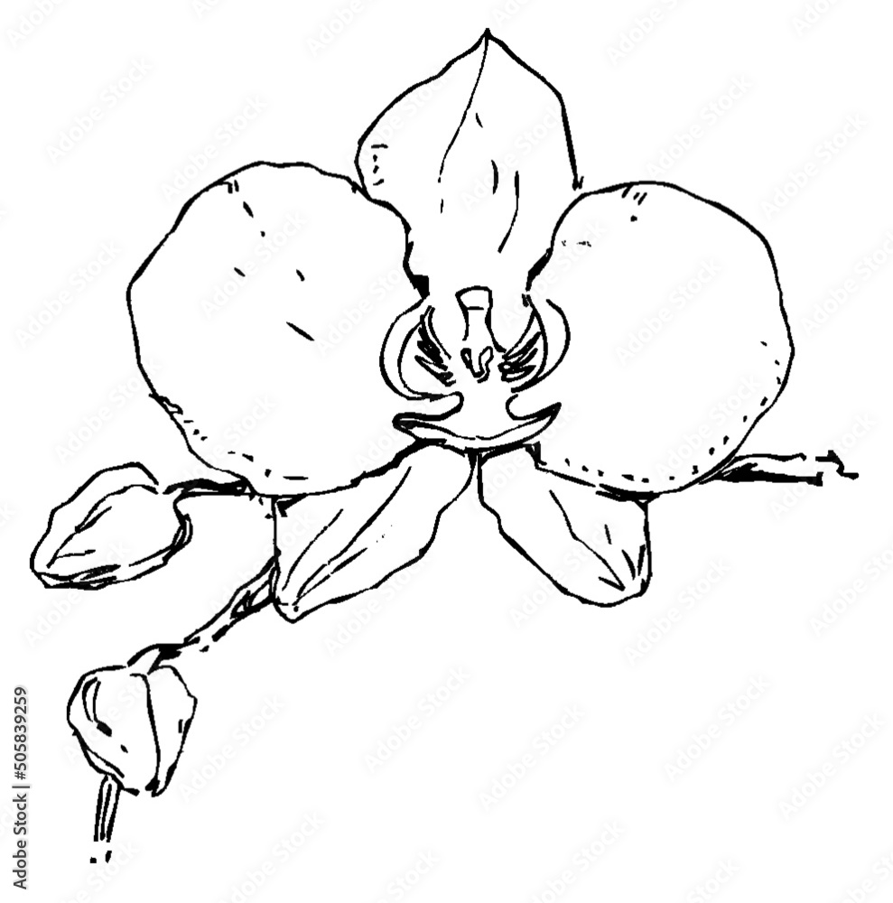 Hand drawn pen and ink study of a flower/flowers - vectorised in PS Hand drawn pen and ink study of a flower/flowers - vectorised in PS