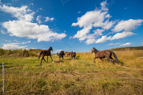 Meadow and horses  autumn