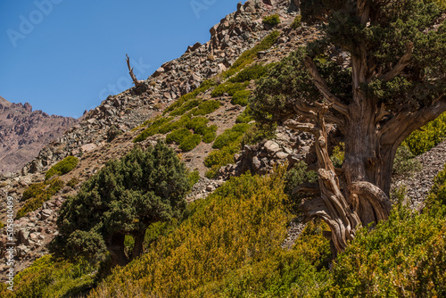 juniper from the Atlas, Juniperus thurifera, Azib Ikkis, Atlas mountain range, morocco, africa photo