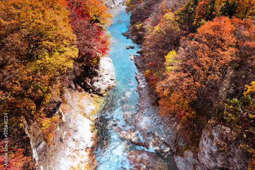 Fototapeta Naklejka Na Ścianę i Meble -  群馬県、諏訪峡大橋からの秋の風景