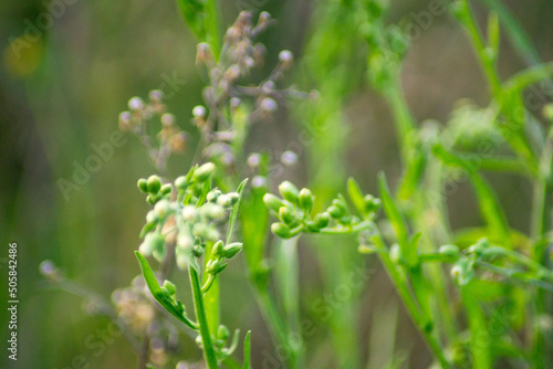 macro photo of wild plants in the mountain range area in the morning