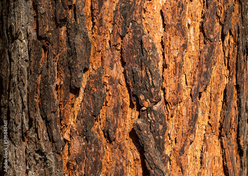 large cracks in pine bark