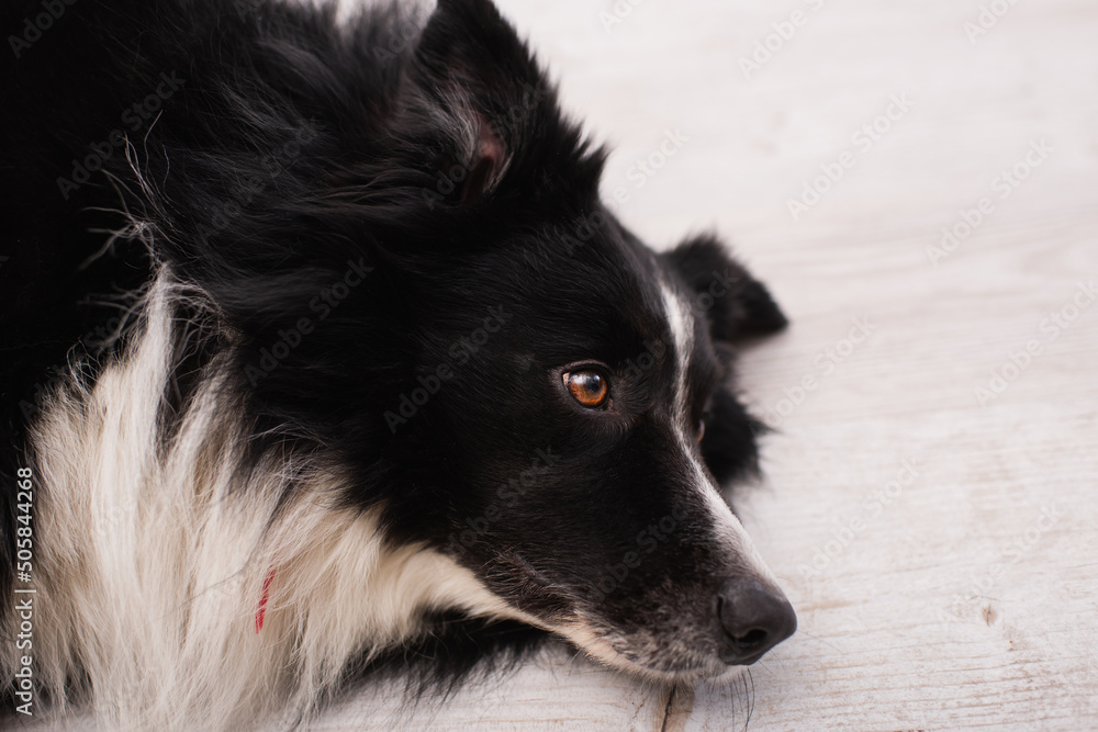 High angle view of border collie lying on blurred floor in vet clinic