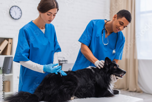 Doctor doing vaccination of border collie near blurred african american colleague in clinic