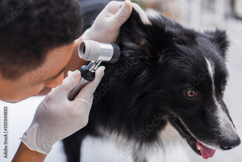 Blurred african american veterinarian examining ear of border collie in clinic