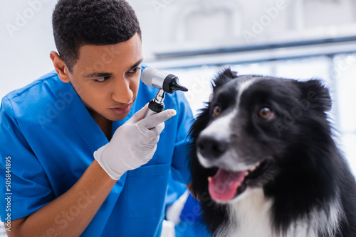 African american doctor in latex glove holding otoscope near blurred border collie in vet clinic