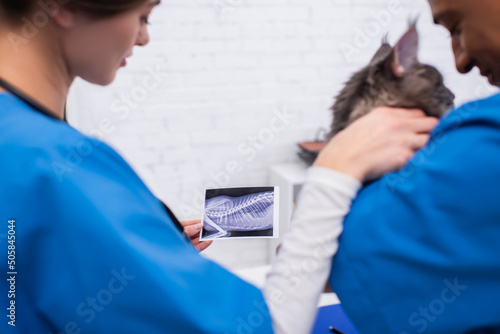 Fototapeta Naklejka Na Ścianę i Meble -  Blurred interracial veterinarians holding ultrasound scan of cat and maine coon in clinic