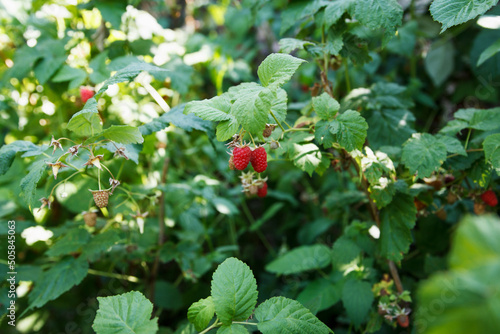 Many berries of red sweet and tasty raspberries sour on branches in the summer garden