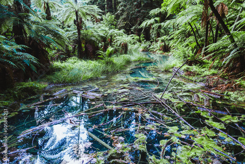 Small pond in the forest