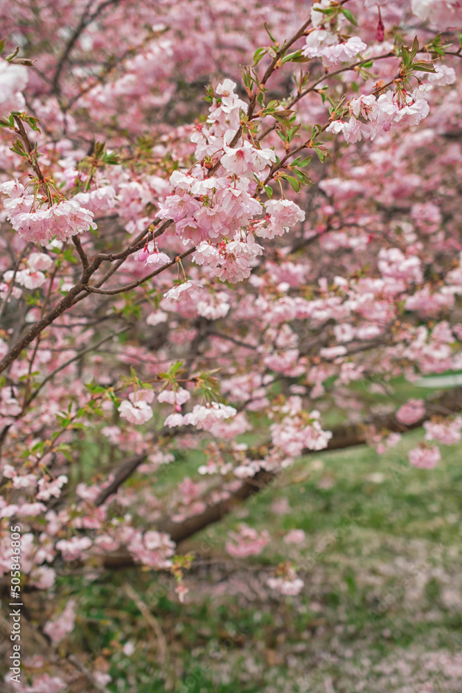 Sakura tree during spring season, Cherry blossom bloom