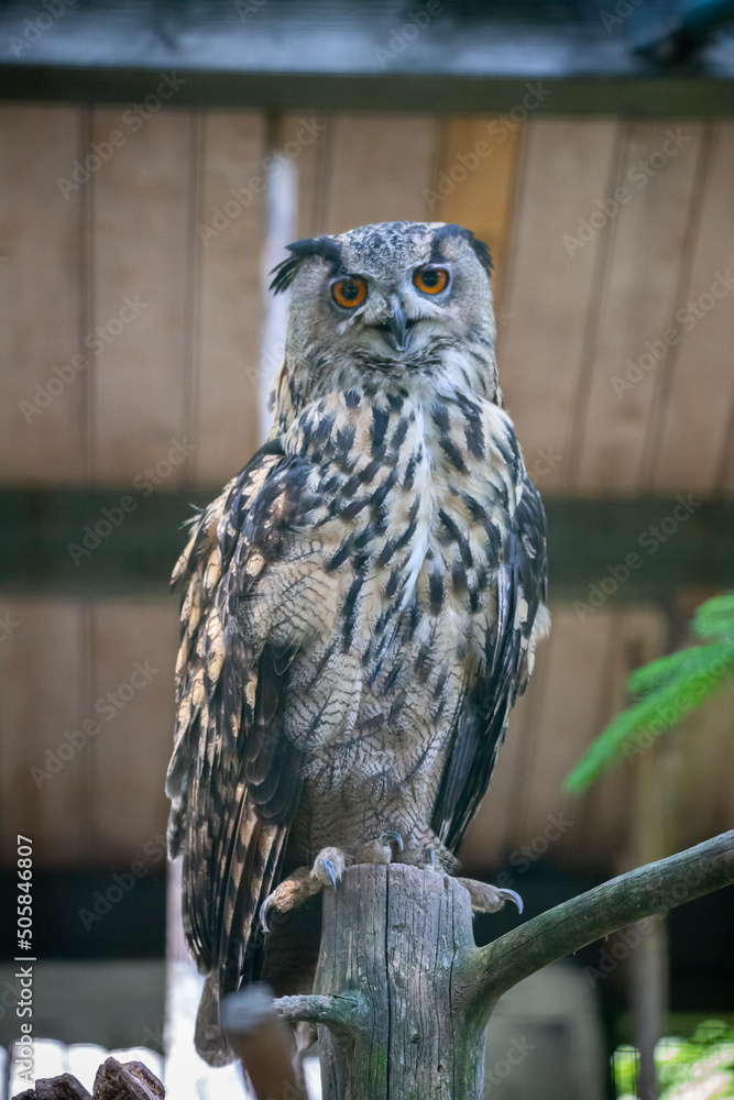 Fotografie Eagle owl (buba buba) on a tree stump