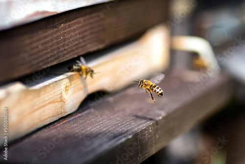 Swarm of bees at beehive entrance. © Jaroslav Moravcik