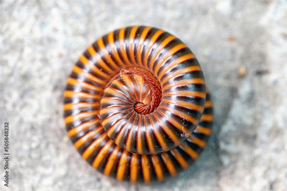 Millipedes are similar to centipedes, but have two pairs of legs per body segment
Millipedes are similar to centipedes, but have two pairs of legs per body segment