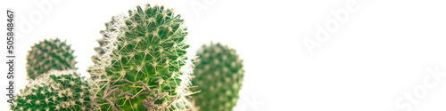 cactus thorny plant succulents evergreen indoor flower in flower pot copy space flora background