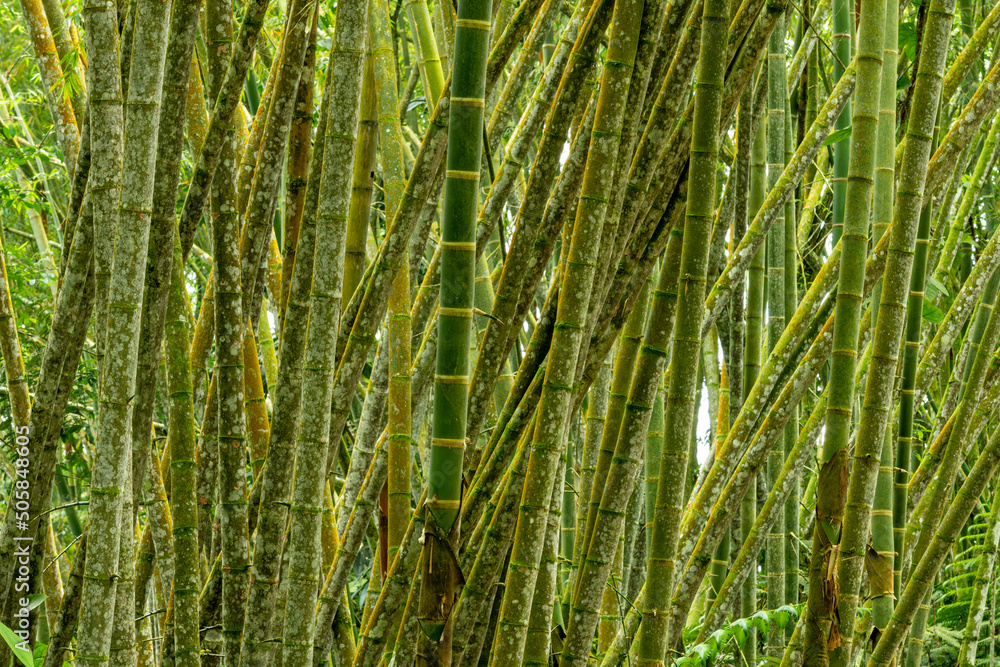 Bamboo trees growing in a tropical forest, Colombia, South America - stock photo Bamboo trees growing in a tropical forest, Colombia, South America - stock photo