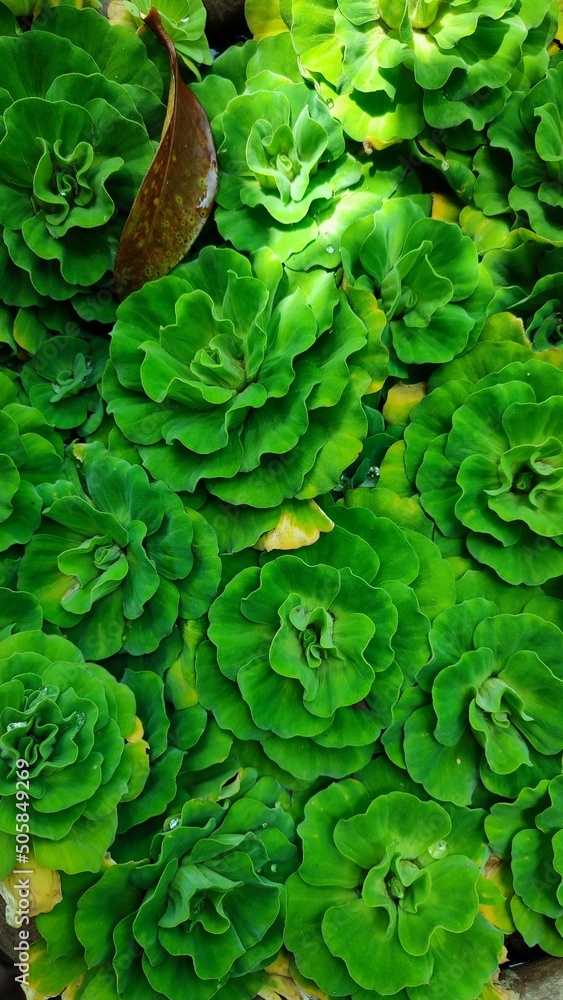 Fototapeta premium green leaves in water