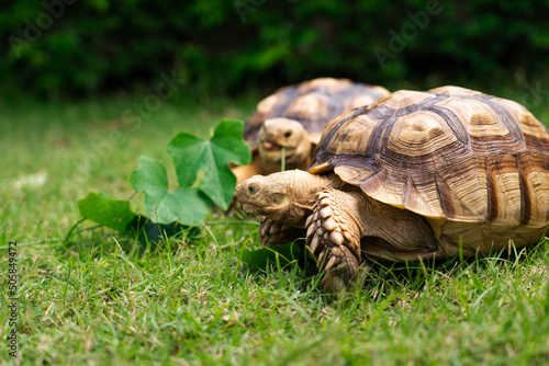 Tortoise eating a leaf of vegetable or grass on a green background. animal feeding (Centrochelys sulcata)