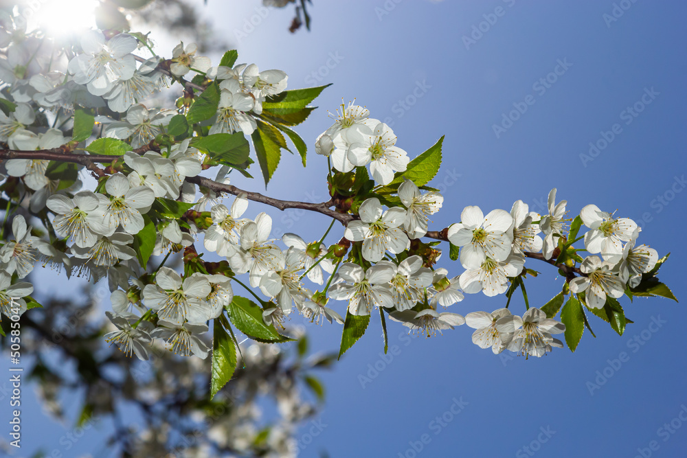 Blooming cherry tree in the spring garden. Close up of white flowers on a tree. Spring background Blooming cherry tree in the spring garden. Close up of white flowers on a tree. Spring background
