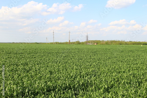Agricultural field with stalks of young wheat