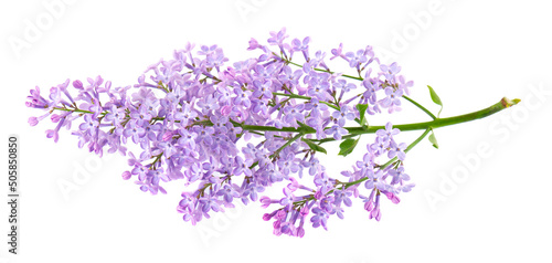 Lilac flowers isolated on white background. Clipping path. Syringa vulgaris flower.