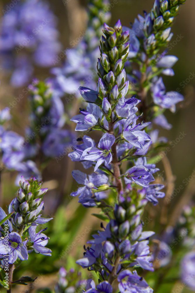 Fototapeta premium Veronica prostrata is a low light blue blooming plant of sunny hills, a mountain flower