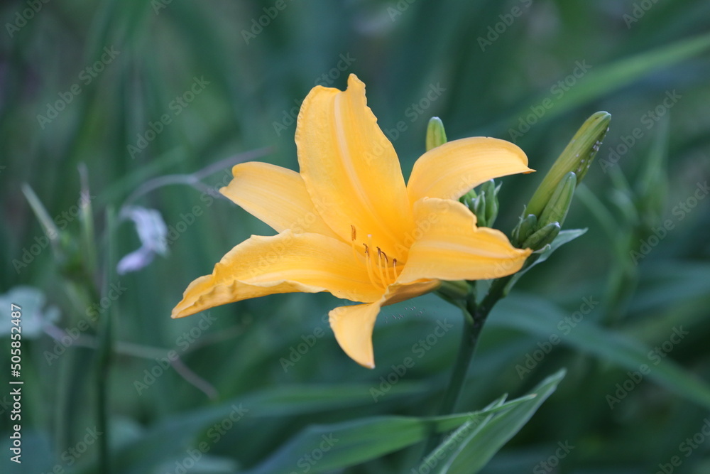 Obraz premium Orange Daylily(Yabukanzo) flower blooming in the ridge, close up photography.
