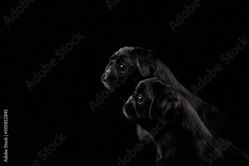 two charming black pugs on a black background. Pet portrait in studio
