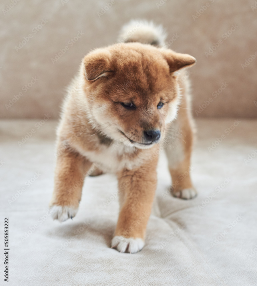 Little red shiba inu puppy