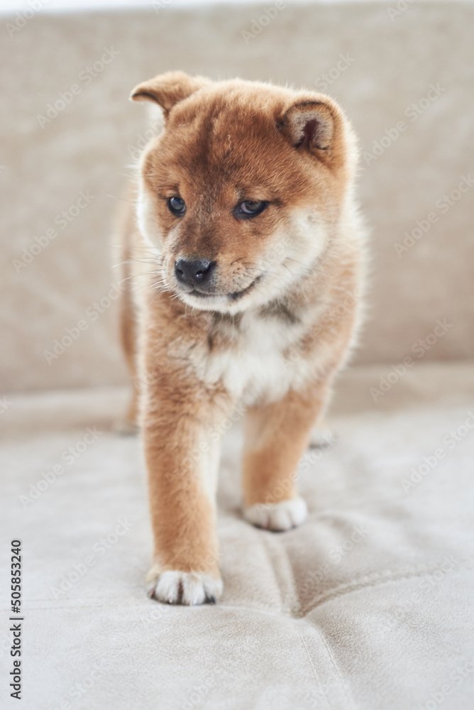 Portrait of a shiba inu puppy close-up