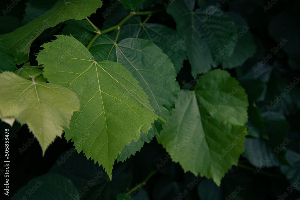 Bright green foliage of trees. Natural background. Bright green foliage of trees. Natural background.
