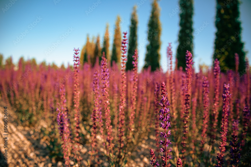 Flowering lavender fields at dawn of the day. Purple flowers. Spring background. Flowering lavender fields at dawn of the day. Purple flowers. Spring background.