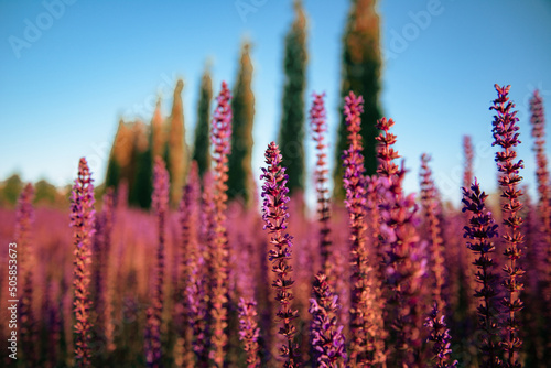 Flowering lavender fields at dawn of the day. Purple flowers. Spring background.