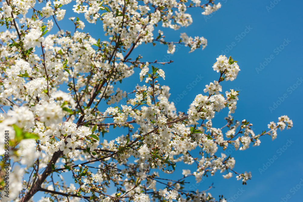 new white bud of cherry tree on a blur background