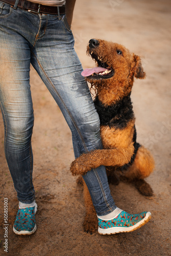 Airedale terrier dog happy  portrait