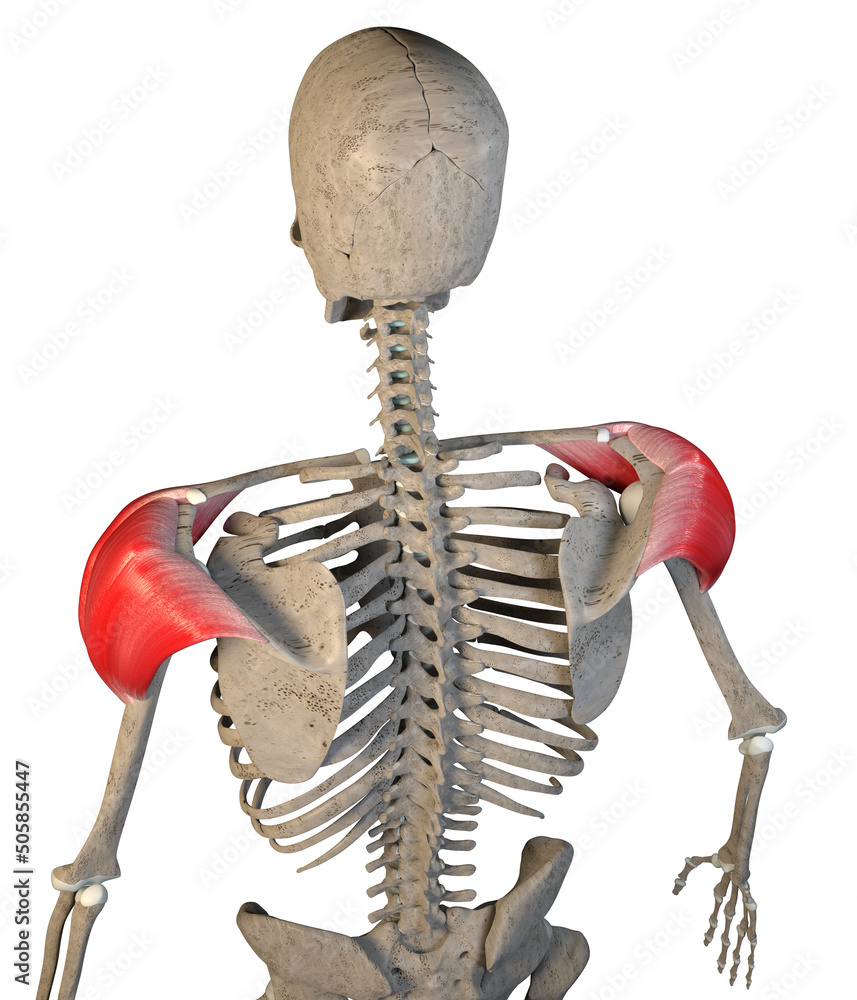 Φωτογραφία 3d Illustration of the Posterior View of the Deltoid Muscles on a White Backgrou