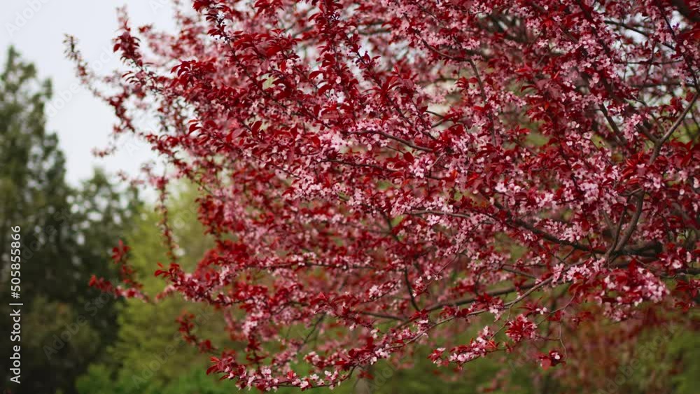 red blossoming tree. beauty of spring nature. walks around city. red blossoming tree. beauty of spring nature. walks around city.