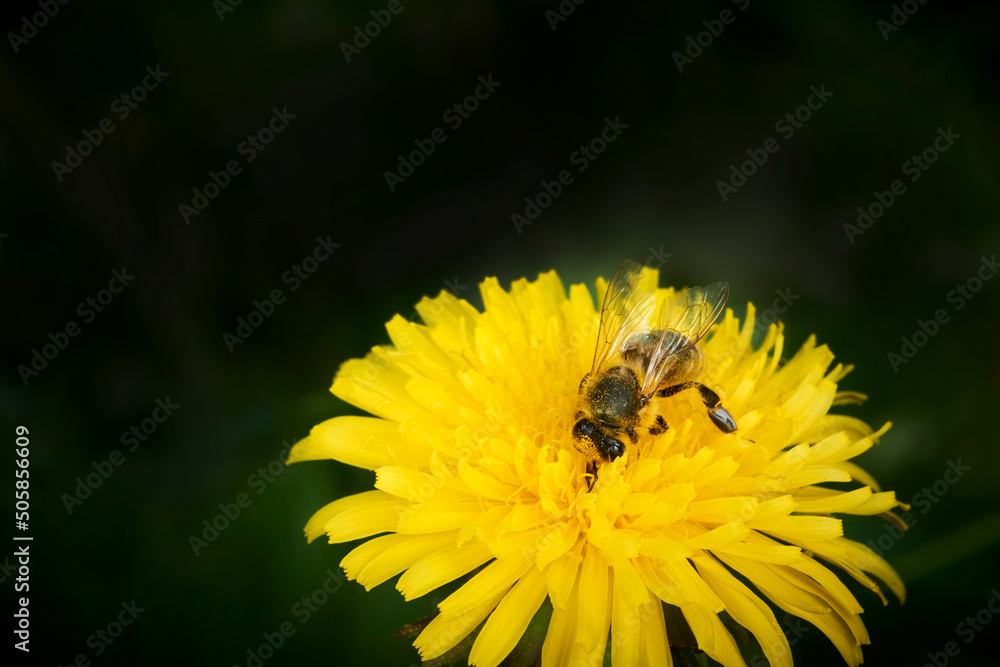 Macro shot of a honey bee (Apis mellifera) collecting pollen from a dandelion (Taraxacum)