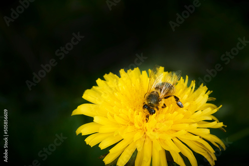 Macro shot of a honey bee (Apis mellifera) collecting pollen from a dandelion (Taraxacum)