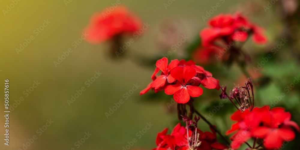 Red Pelargonium in the garden. Red geranium flowers in summer garden. Bright pelargonium. Flowers red geranium close up. Red Pelargonium in the garden. Red geranium flowers in summer garden. Bright pelargonium. Flowers red geranium close up.