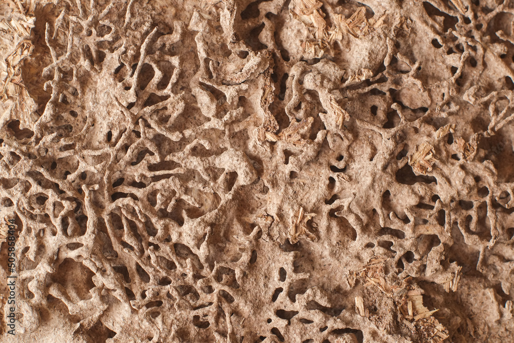 Textures termite nests or white ants destroy wooden close-up. Textures termite nests or white ants destroy wooden close-up.