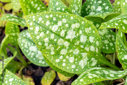 Pulmonaria 'Sissinghurst White' leaf foliage which is a spring flowering plant found in the spring flower season which is commonly known  as lungwort, stock photo image photo