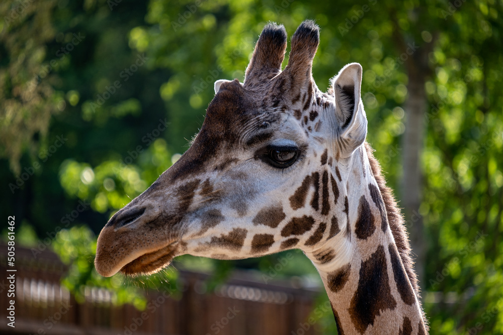 Portrait of a Giraffe. Animal portrait. Giraffe head shot. Portrait of a Giraffe. Animal portrait. Giraffe head shot.